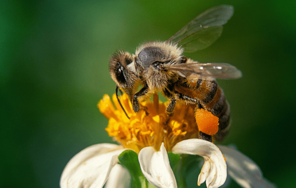 Bees in Agriculture