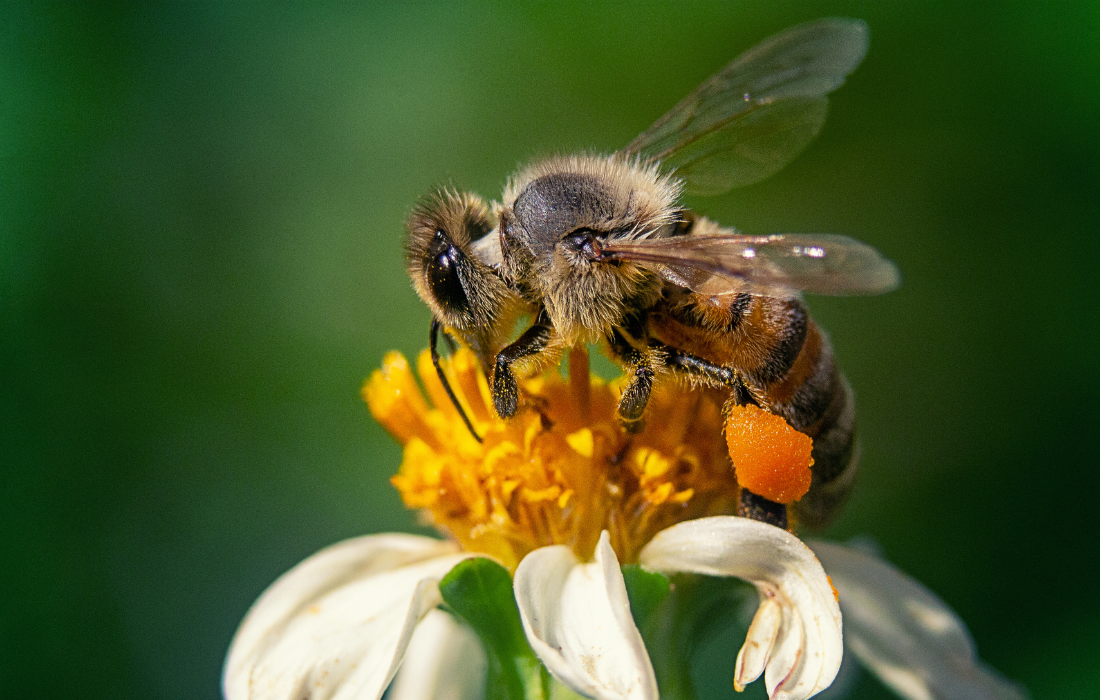 Bees in Agriculture